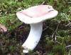 Pilze