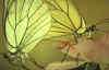 Citron